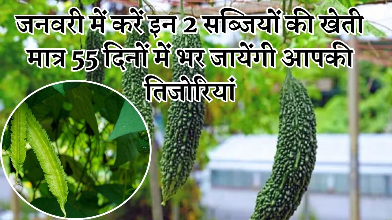 जनवरी में इन 2 सब्जियों की खेती से मात्र 55 दिनों में भर जायेंगी आपकी तिजोरियां