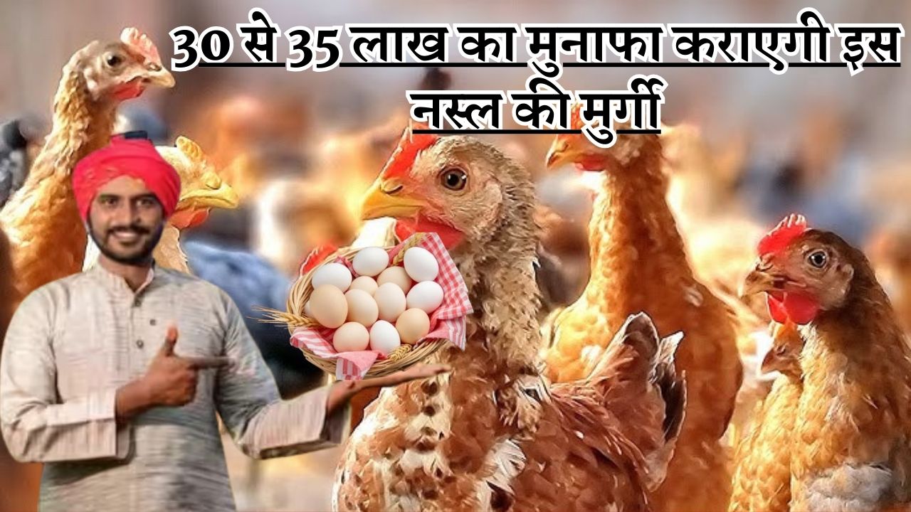 30 से 35 लाख का मुनाफा कराएगी इस नस्ल की मुर्गी