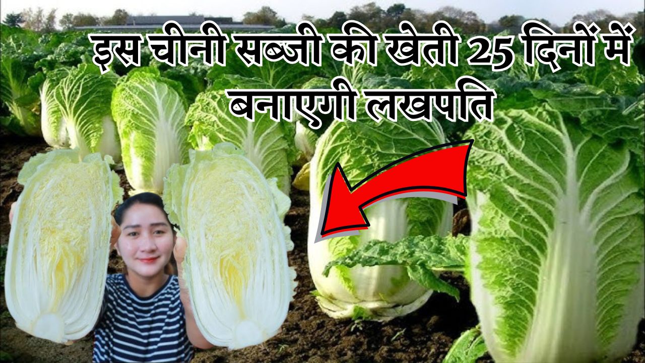 इस चीनी सब्जी की खेती 25 दिनों में बनाएगी लखपति