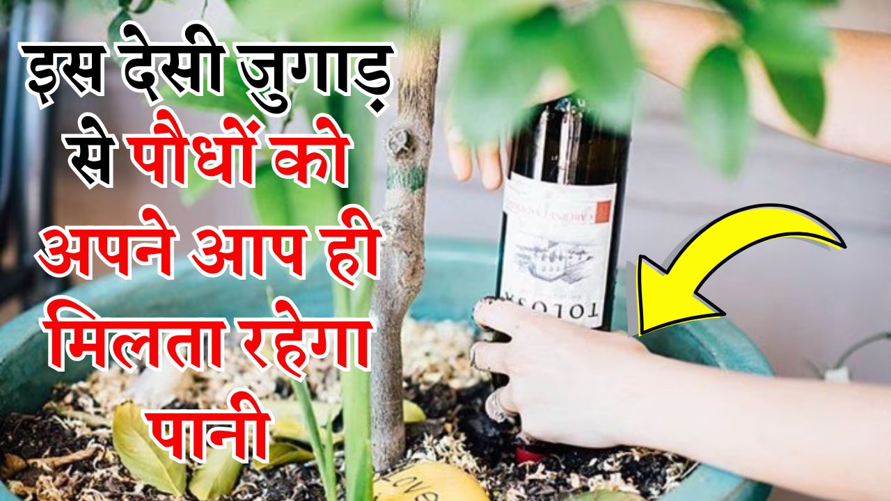घूमने जा रहे हैं बाहर तो पौधों की देखभाल के लिए ना हों परेशान