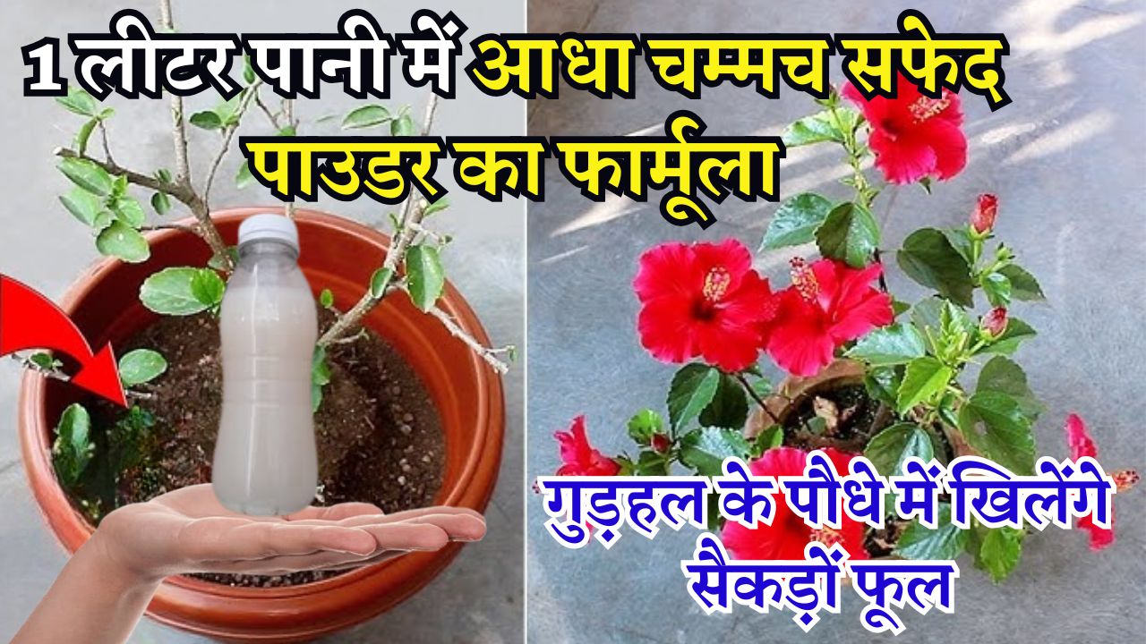 1 लीटर पानी में आधा चम्मच सफेद पाउडर का फार्मूला