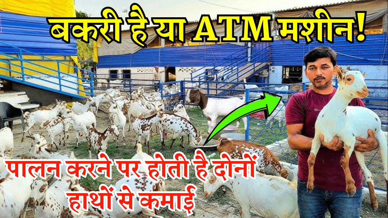 बकरी है या ATM मशीन!