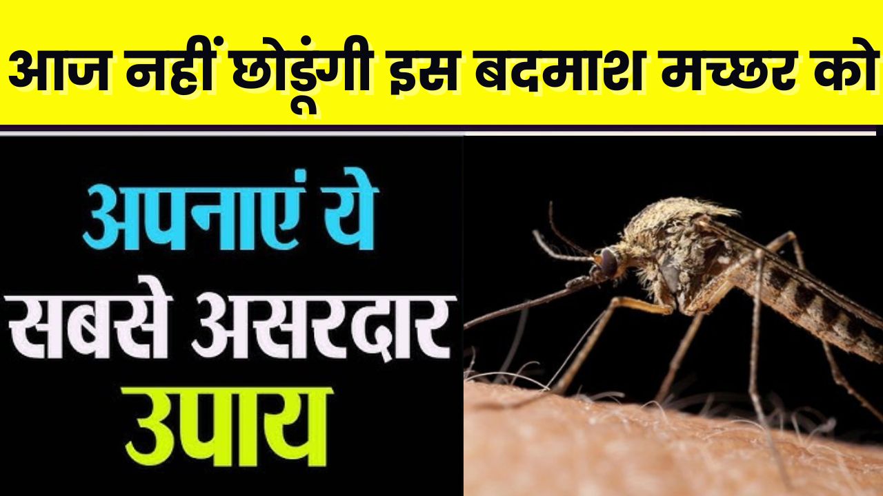 Get Rid Of Mosquito