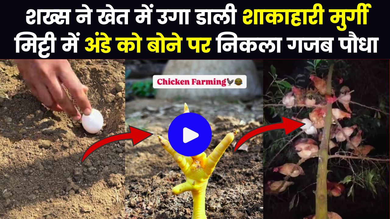 शख्स ने खेत में उगा डाली शाकाहारी मुर्गी