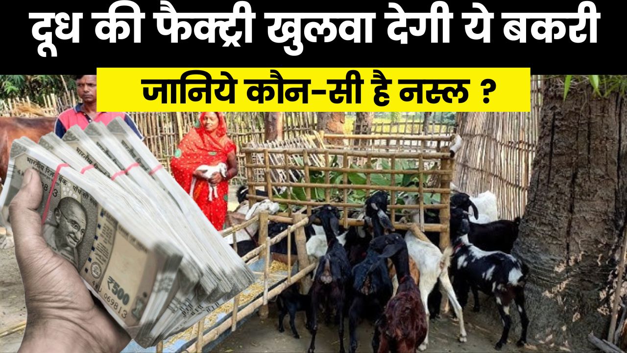 Goat Farming