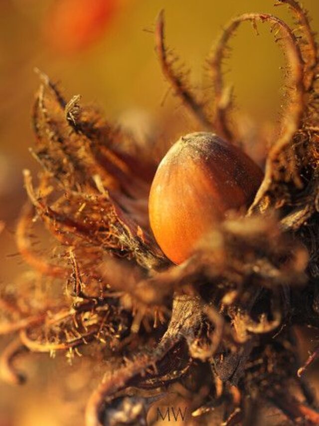 अखरोट और बादाम को भी फेल कर देता है यह ताकतवर ड्राई फ्रूट एक बार कर लिया सेवन तो भूल जाएंगे अपना बुढ़ापा