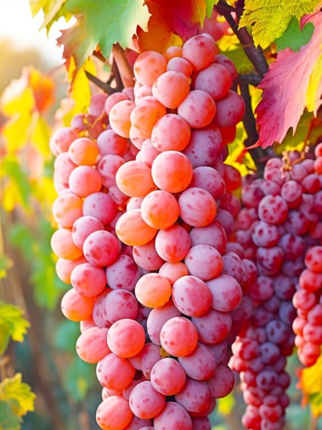 अंगूर की बेल में डालें यह जादुई लिक्विड फर्टिलाइजर, ढेरों अंगूरों से लद जाएगी पूरी बेल।