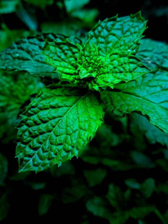 गर्मी के दिनों में घर के गमले में उगाइये पुदीना।