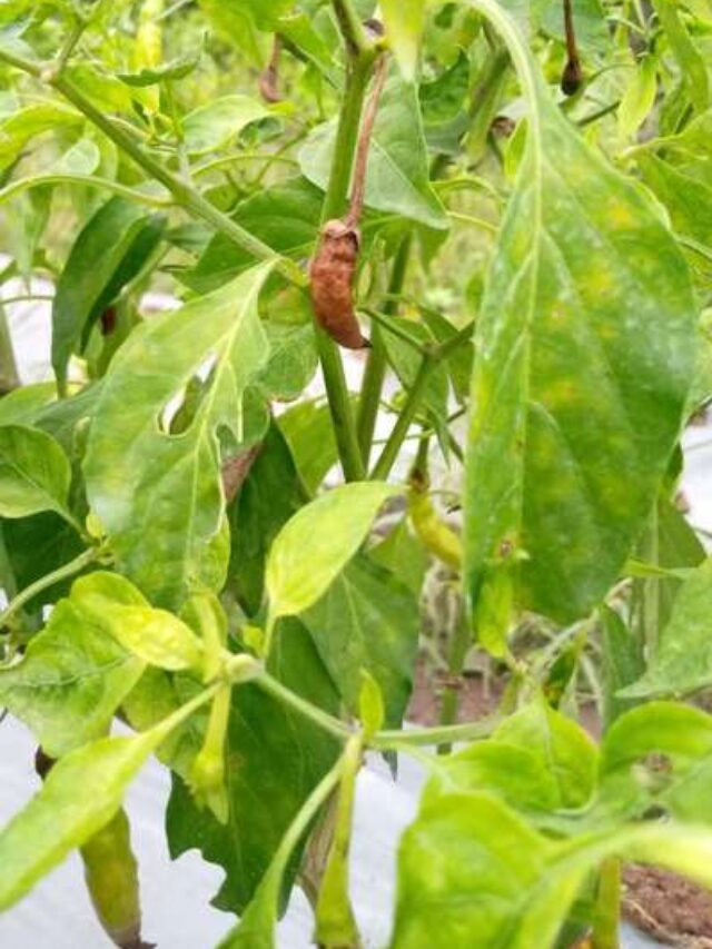 मिर्च के पौधे में लगे सफेद कीड़ों का खात्मा कर देगा ये स्प्रे।