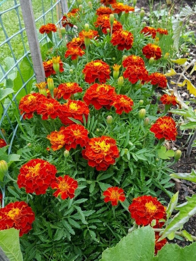 कड़कड़ाती ठंड में सूखने लगा है गेंदे का पौधा? तो डालें ये जादुई लिक्विड होगी फूलों की बारिश।