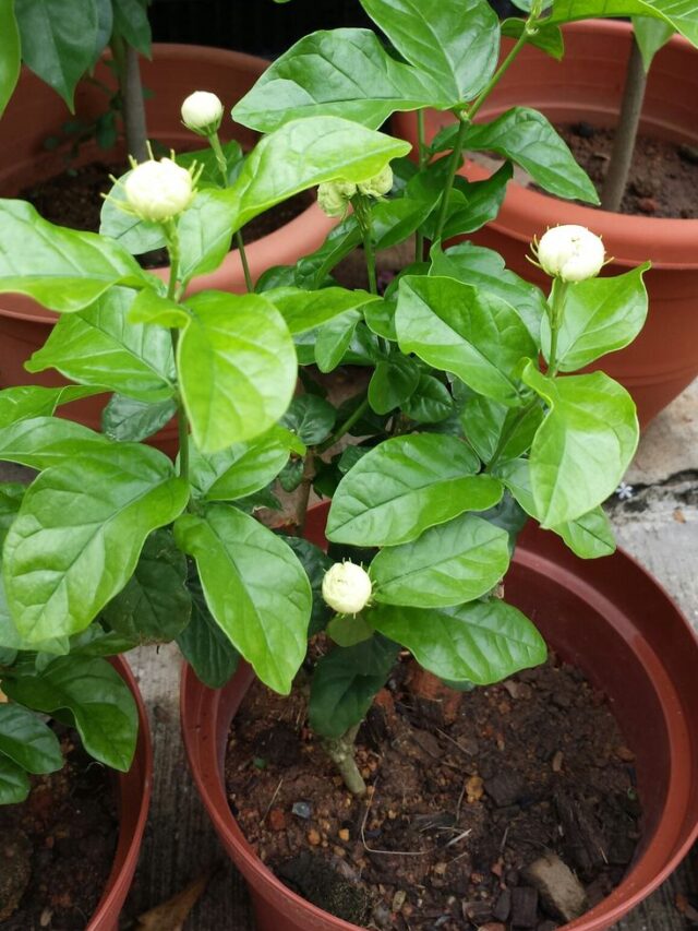 सूखते हुए मोगरे को हरा-भरा और फूलदार बना देगी यह जादुई खाद।