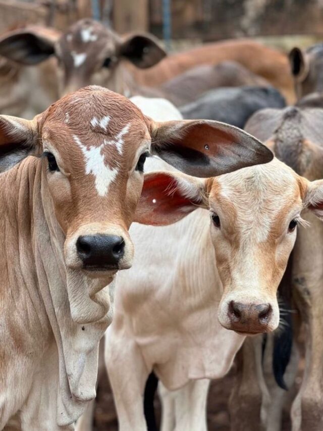 पशुपालक किसानों के लिए बेस्ट है इन नस्लों की गाय का पालन, हर दिन देती है 50 लीटर दूध।