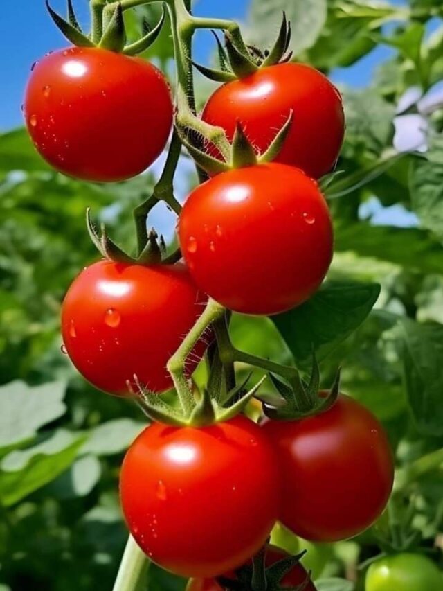 इस लिक्विड फर्टिलाइजर के इस्तेमाल से टमाटर के एक ही पौधे में उगेंगे ढेरों टमाटर।