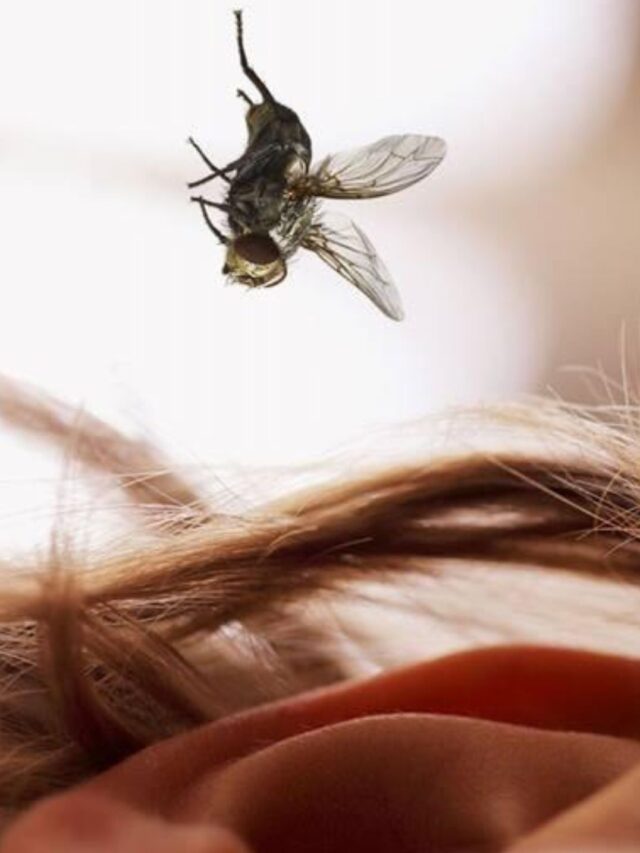 कानों में भिनभिनाती मक्खियों से हो चुके हैं परेशान तो आजमाएं यह सुपर ट्रिक्स।