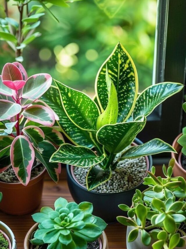 घर में आज ही लगा दे ये 5 पौधे कभी नहीं खाली होगी तिजोरी, जाने क्या है सही दिशा?