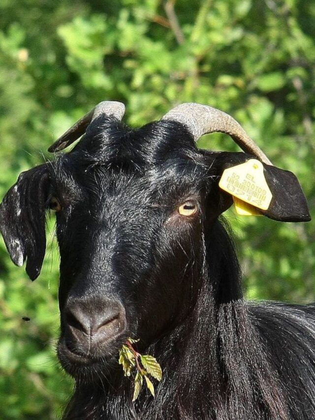 डेयरी बिजनेस के लिए इस नस्ल की बकरी का पालन बेहतर विकल्प है।