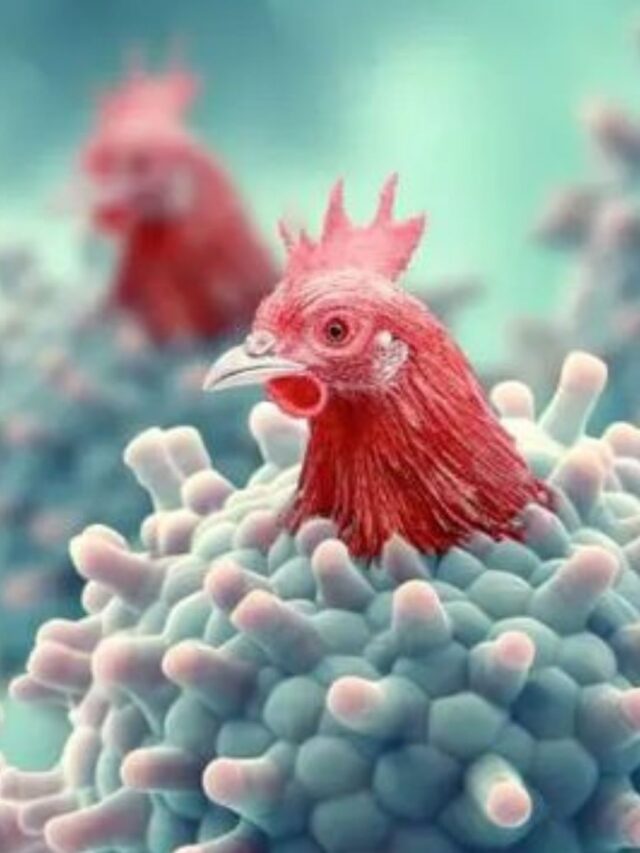 मध्य प्रदेश में बर्ड फ्लू का अलर्ट! चिकन मटन खाने वालों के लिए एडवाइजरी हुई जारी....