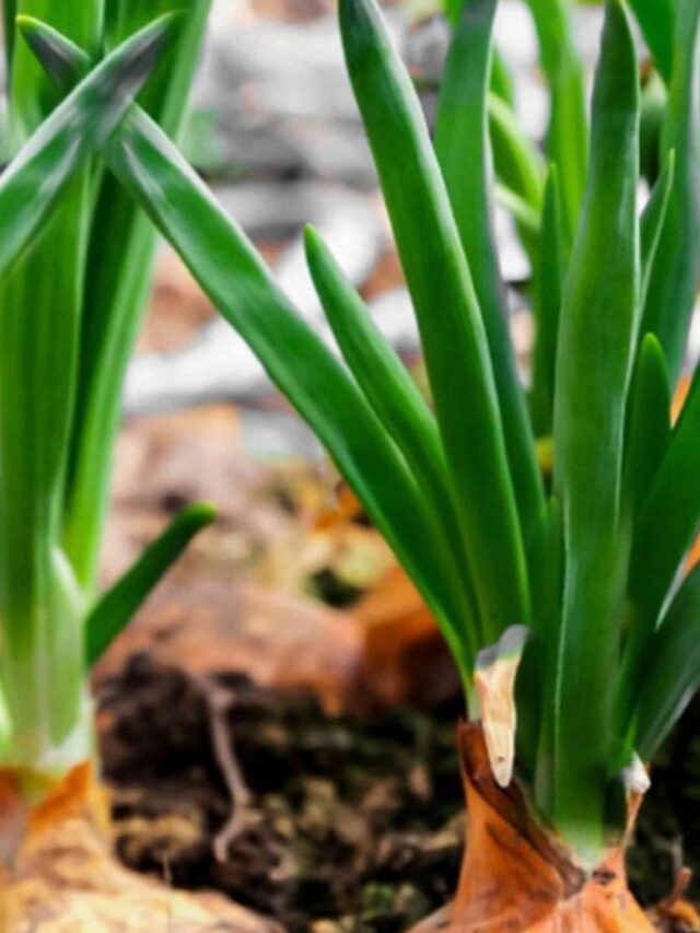 प्याज के कंद के साइज को तेजी से डबल कर देगा यह देसी जुगाड़।