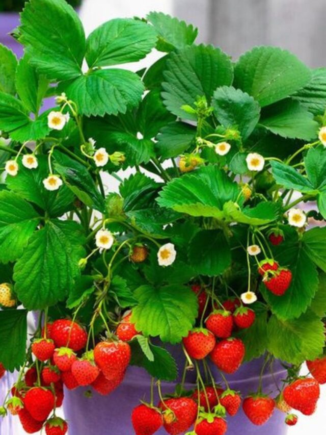 घर की छत पर बेकार पड़े गमले में लगायें स्ट्रॉबेरी के पौधे, जानिए क्या है सही तरीका।