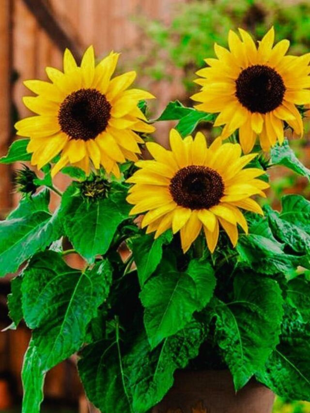 गमले में सूरजमुखी उगाने के लिए नोट कर ले यह बातें, गार्डन भी बनेगा खूबसूरत।