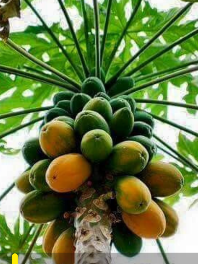 पपीते के पौधे में इस खाद को डालते ही गुच्छों में लद जायेंगे फल