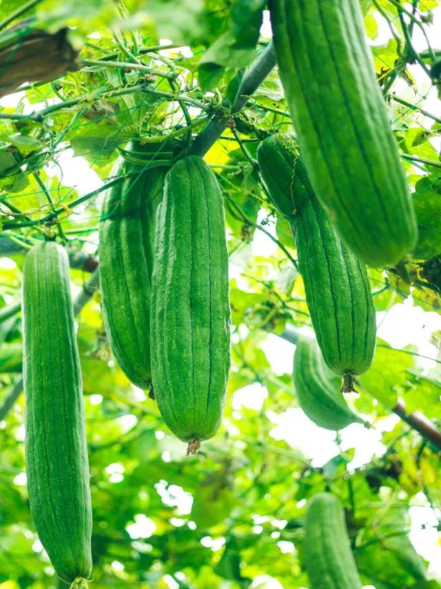 इस लिक्विड फर्टिलाइजर को डालते ही गिलकी के पौधे में होगी ढेरों गिलकियों की भरमार।