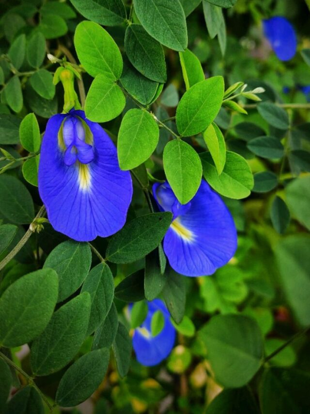 अपराजिता के पौधे में सैकड़ो फूलों की भरमार कर देगा इस लिक्विड का स्प्रे।