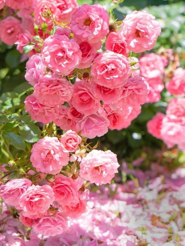 गुलाब के पौधों में ढेरों फूलों की भरमार कर देगा लौकी से बना ये लिक्विड फर्टिलाइजर।