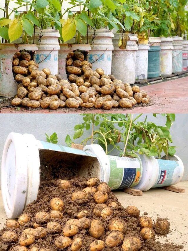 घर की बेकार पड़ी बाल्टी में कैसे लगायें आलू? जानिए सही तरीका....