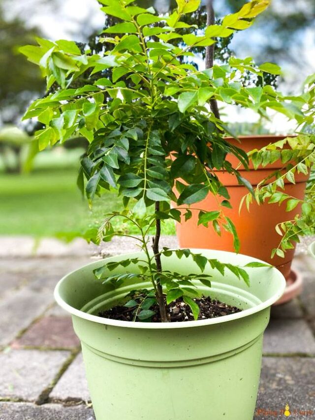 करी पत्ता के पौधे में डालें 1 चम्मच यह सफेद चीज, हरी-हरी पत्तियों से लद जाएगा सूखा पौधा।