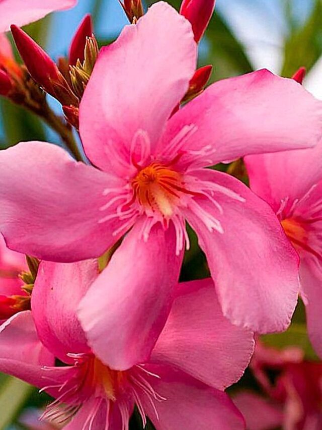 कनेर के पौधे में डाले 10 रुपए की ये खास चीज, फूलों की गार्डन में हो जाएगी बौछार।