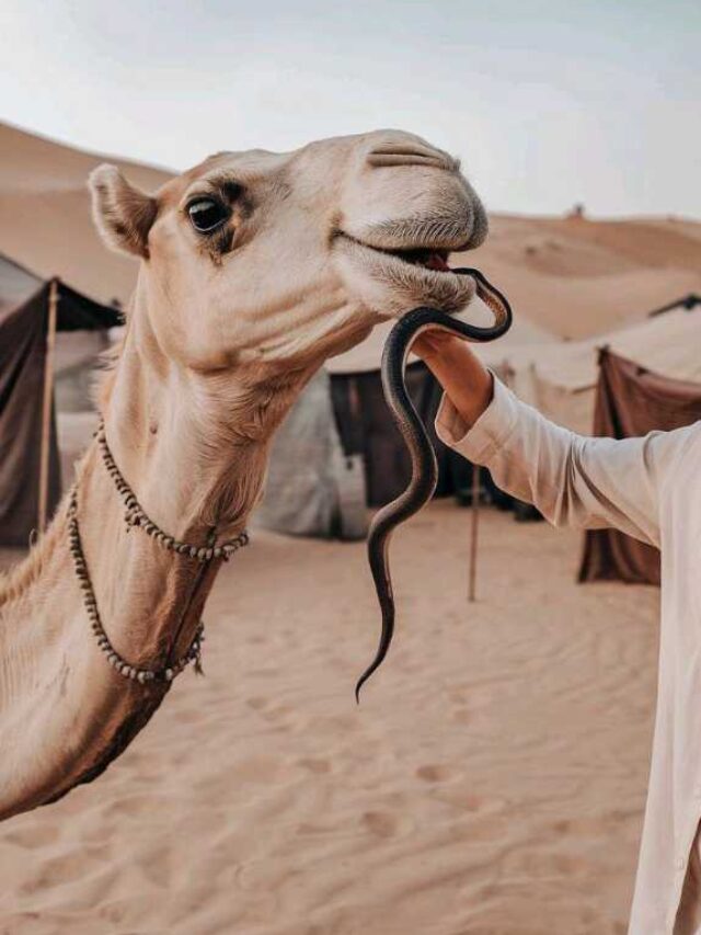 आखिर ऊंट को क्यों खिलाया जाता है जिंदा सांप जानिए इसके पीछे की वजह?