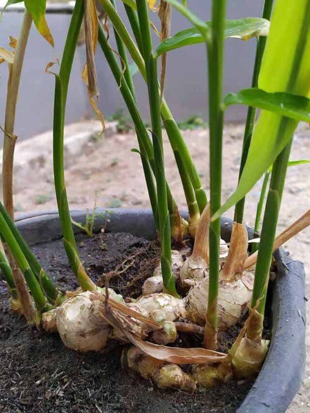 घर के बेकार पड़े गमले में लगेंगे झोलाभर अदरक नहीं पड़ेगी बाजार से लाने की जरूरत बस नोट कर ले यह बातें।