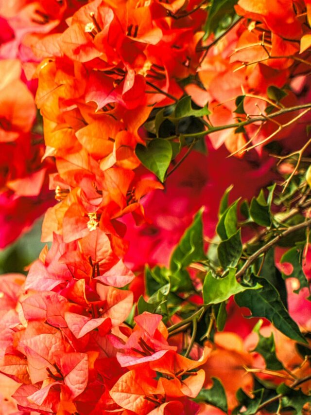 बोगनवेलिया के पौधों में फूलों की बहार ला देगा माली का यह सीक्रेट फार्मूला।