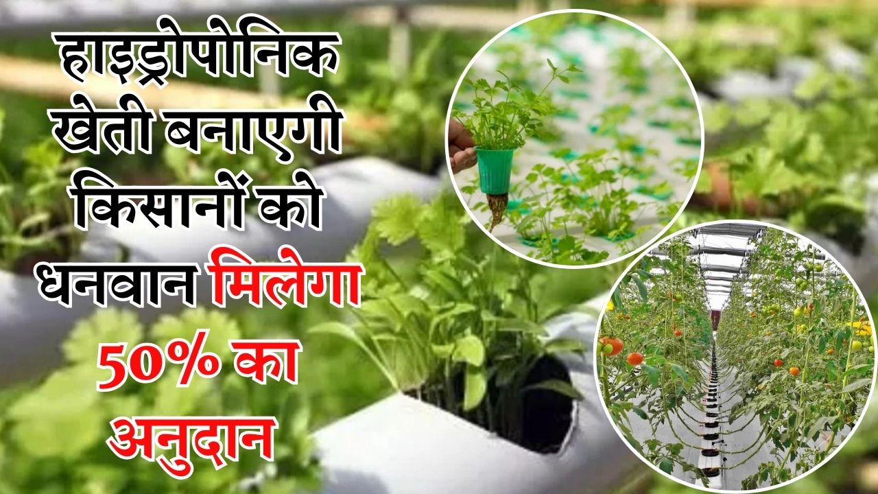 हाइड्रोपोनिक खेती करेगी किसानों को मालामाल