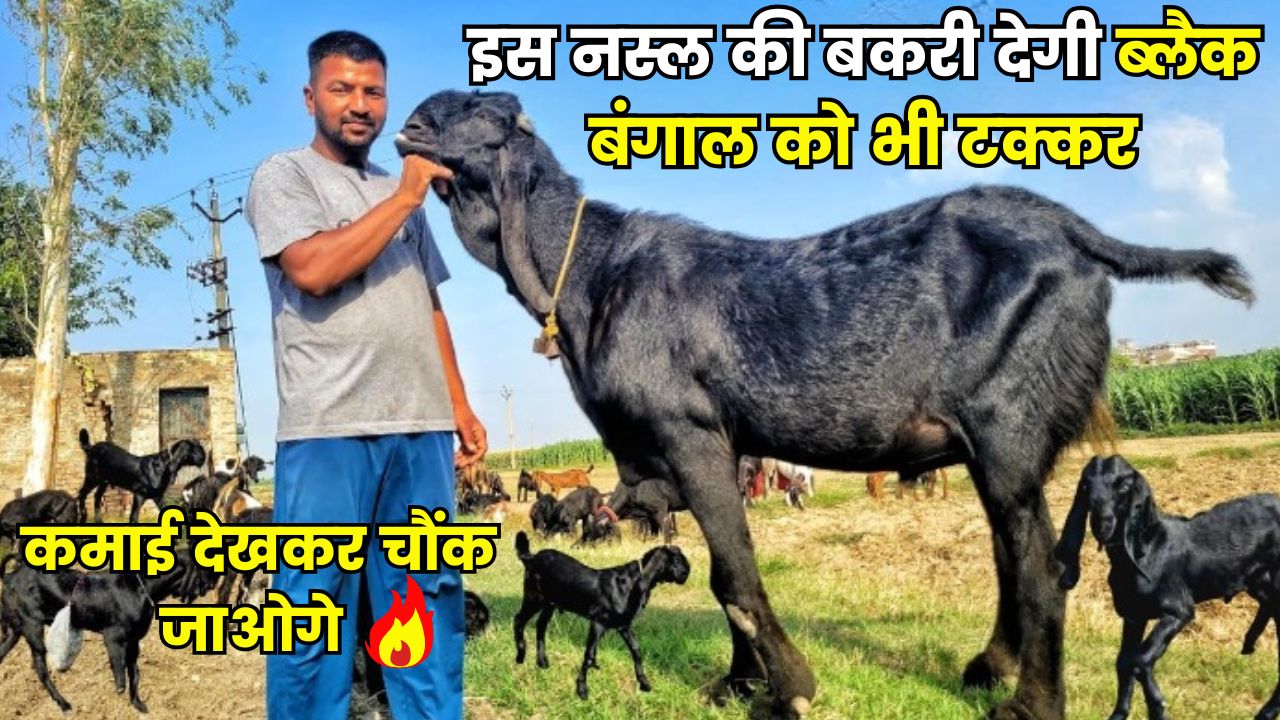 इस नस्ल की बकरी देगी ब्लैक बंगाल को भी टक्कर
