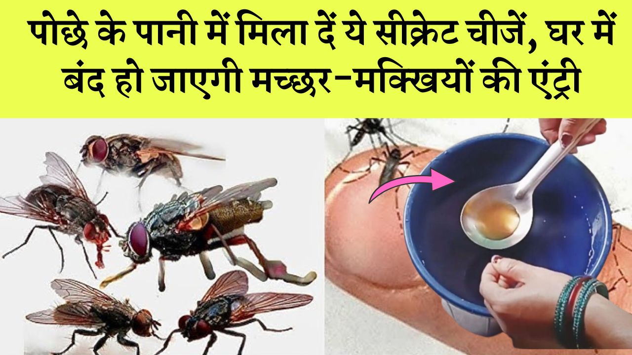 पोछे के पानी में मिला दें ये सीक्रेट चीजें, घर में बंद हो जाएगी मच्छर-मक्खियों की एंट्री...