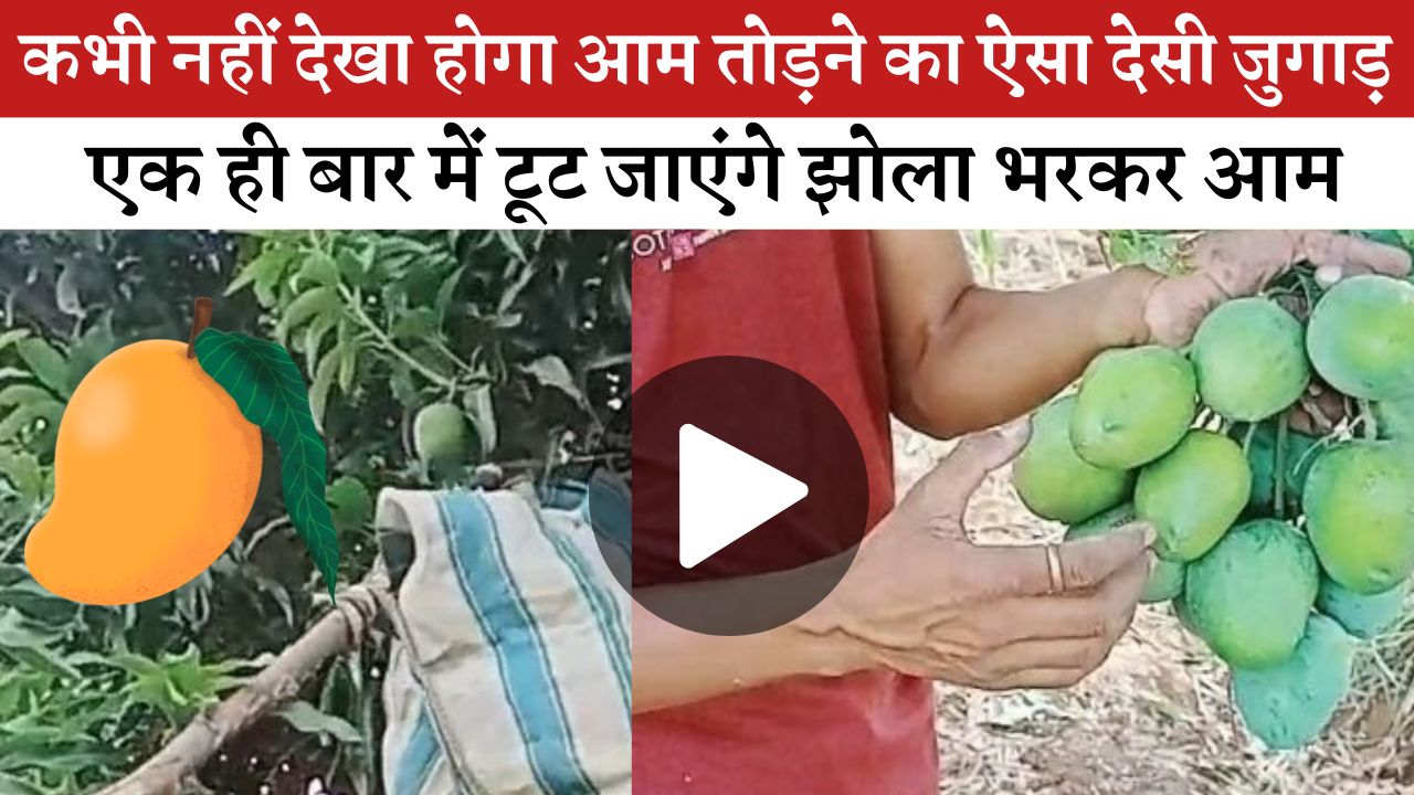 कभी नहीं देखा होगा आम तोड़ने का ऐसा देसी जुगाड़