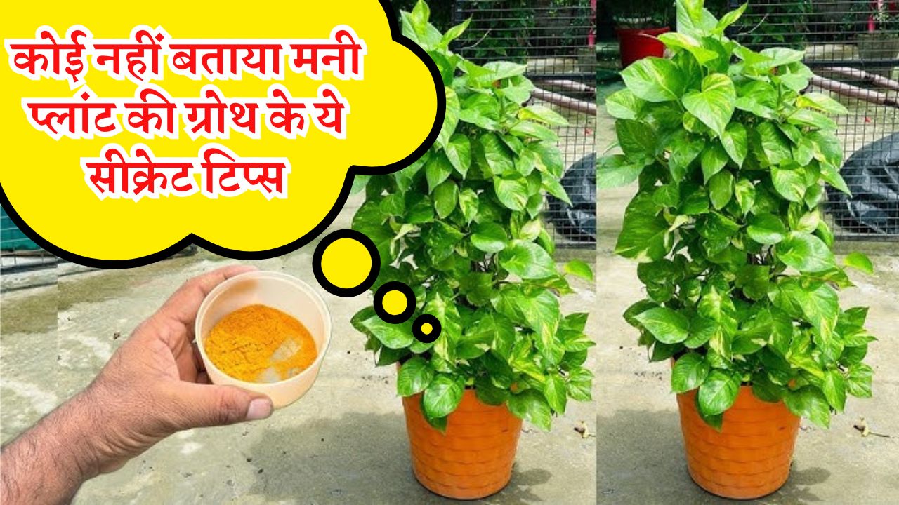 कोई नहीं बताया मनी प्लांट की ग्रोथ के ये सीक्रेट टिप्स