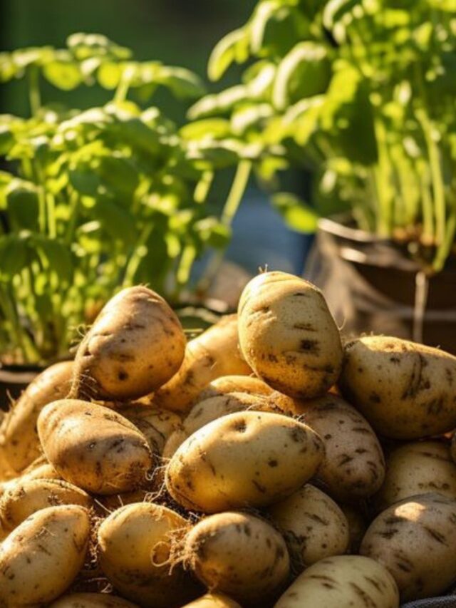 आलू की ऐसी कई रेसिपी बनाई जाती है जो कि बच्चों से लेकर बड़ों तक की फेवरेट होती है।