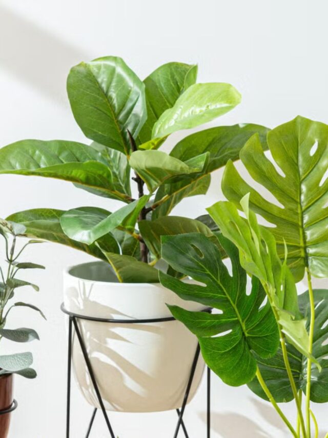 ये 8 पौधे छीन लेंगे घर की सुख समृद्धि, जानिए क्या है एक्सपर्ट्स की राय