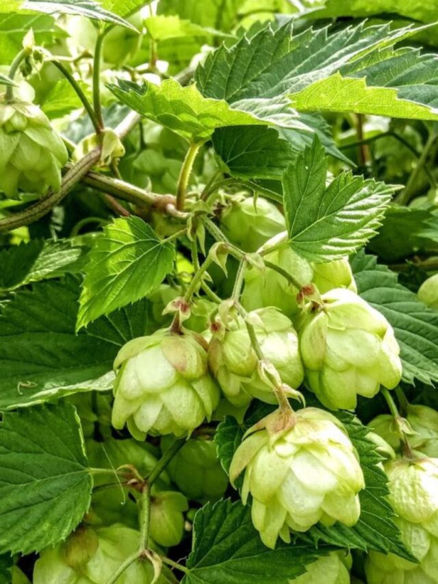 60 हजार रूपये किलो बिकने वाली ये सब्जी शरीर को देगी सैकड़ों फायदों के साथ पहलवानों जैसी ताकत