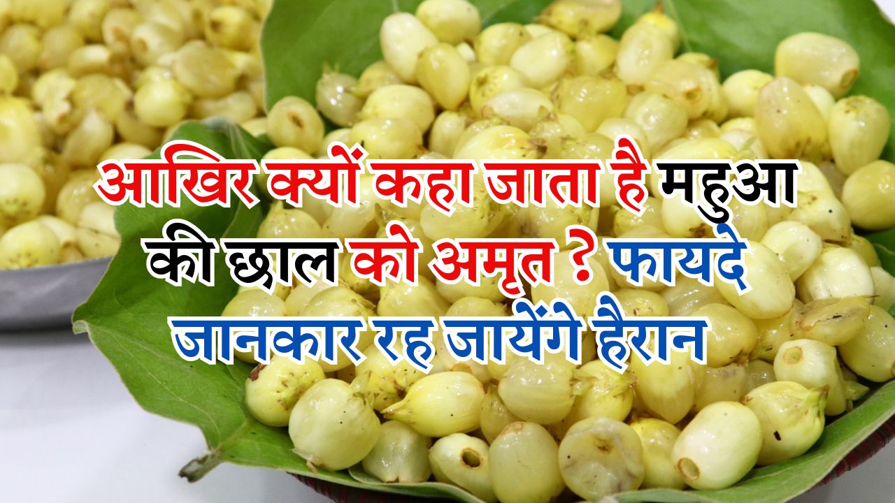 आखिर क्यों कहा जाता है महुआ की छाल को अमृत..?