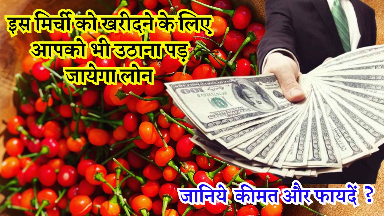 इस मिर्ची को खरीदने के लिए आपको भी उठाना पड़ जायेगा लोन