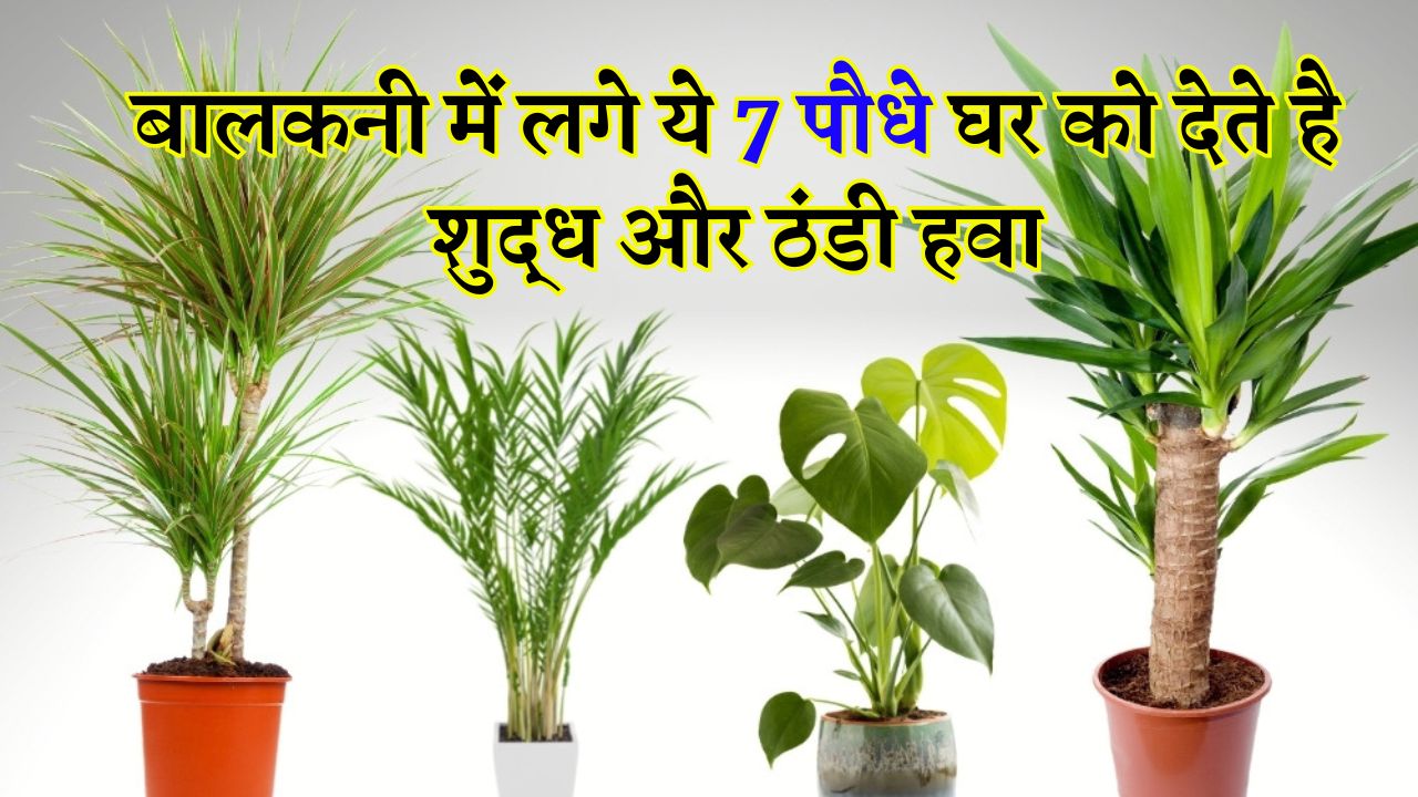 बालकनी में लगे ये 7 पौधे घर को देते है शुद्ध और ठंडी हवा