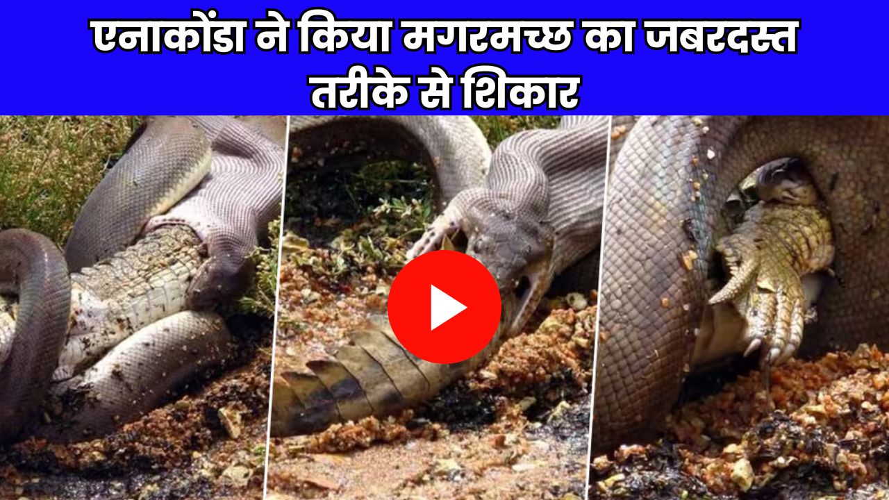 एनाकोंडा ने किया मगरमच्छ का जबरदस्त तरीके से शिकार