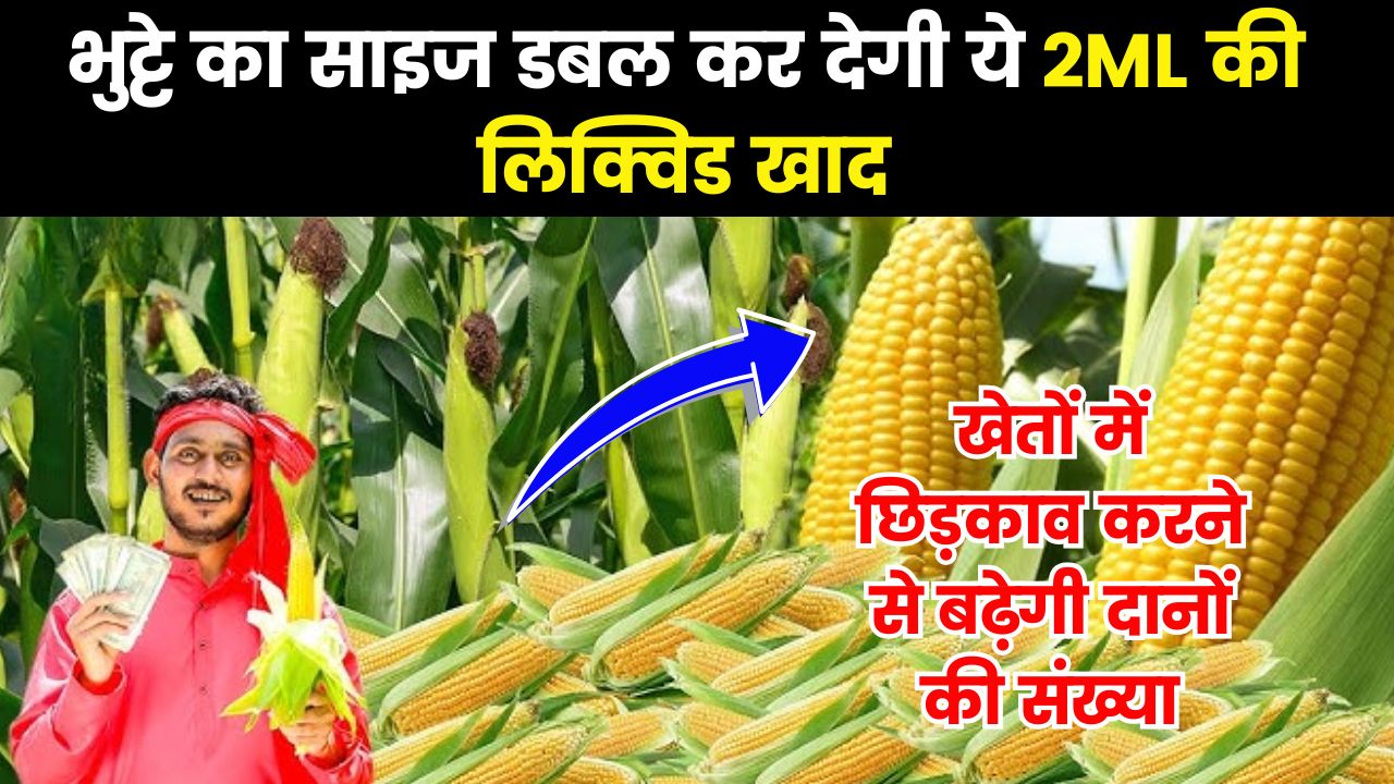 भुट्टे का साइज डबल कर देगी ये 2ML की लिक्विड खाद