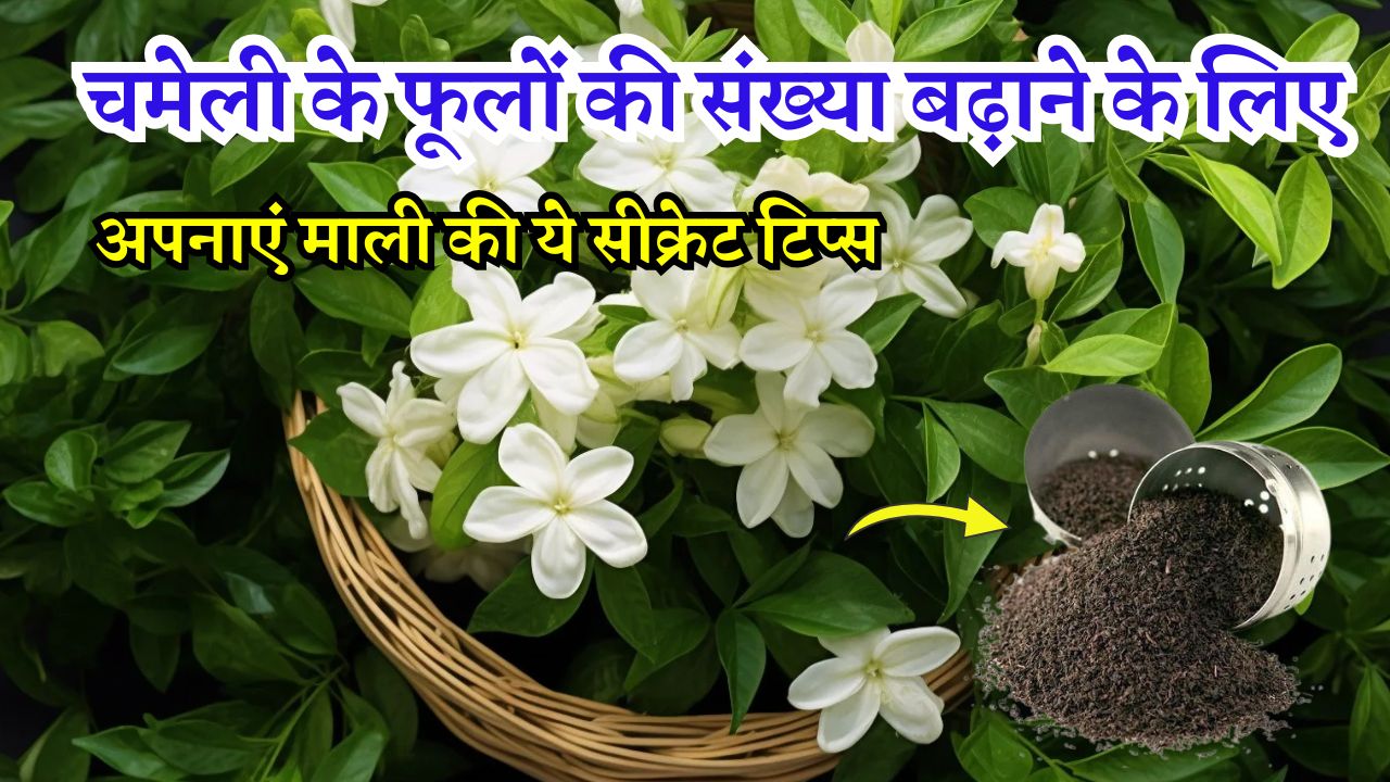 चमेली के फूलों की संख्या बढ़ाने के लिए अपनाएं माली की ये सीक्रेट टिप्स