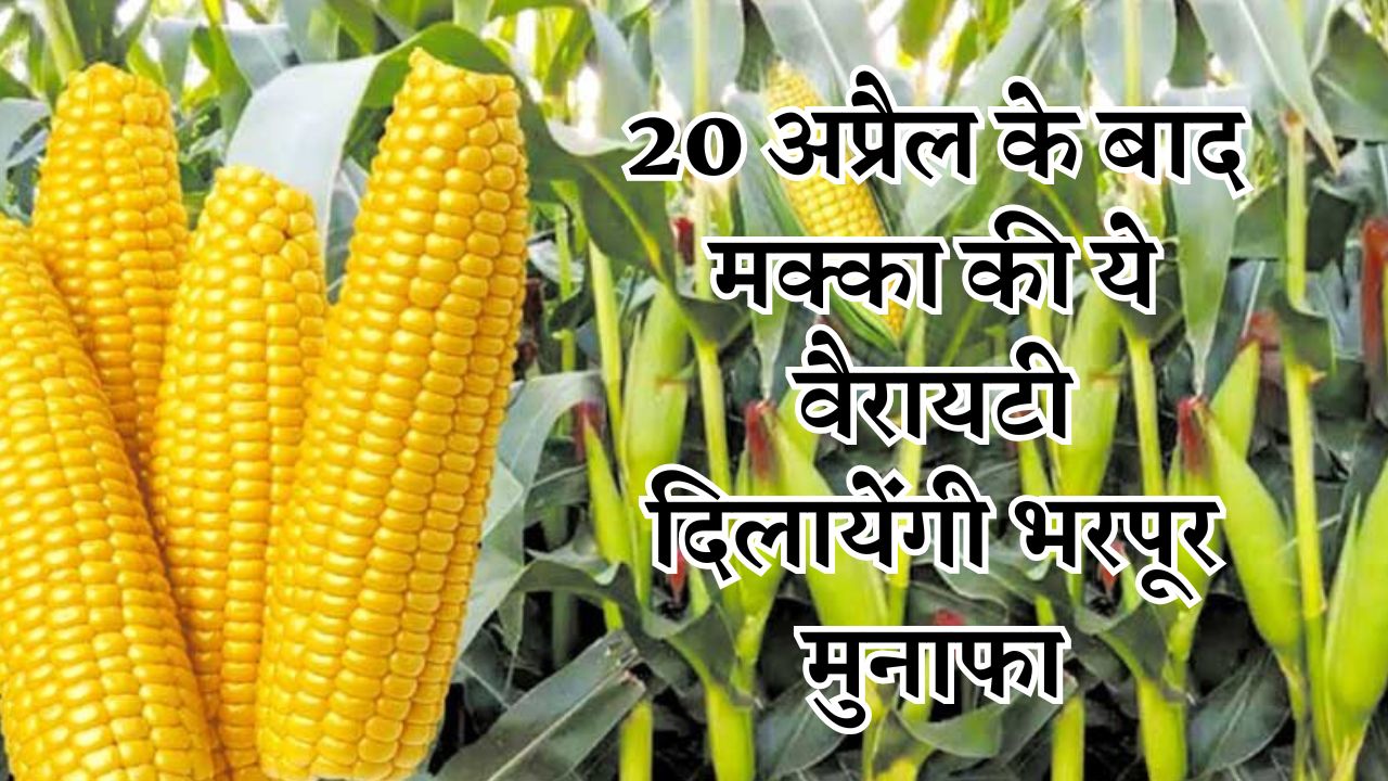 20 अप्रैल के बाद मक्का की ये वैरायटी दिलायेंगी भरपूर मुनाफा