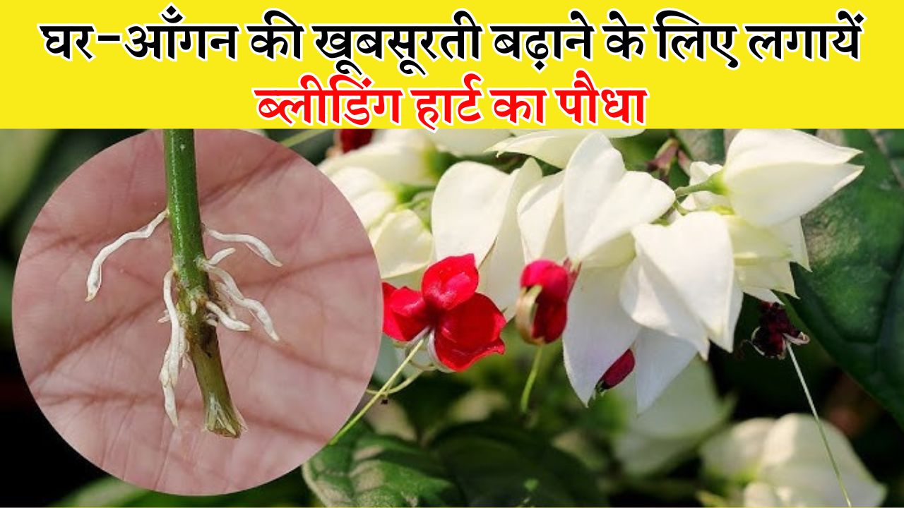 ब्लीडिंग हार्ट का पौधा
